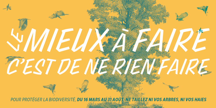 Nature au jardin : le mieux à faire, c'est de ne rien faire !